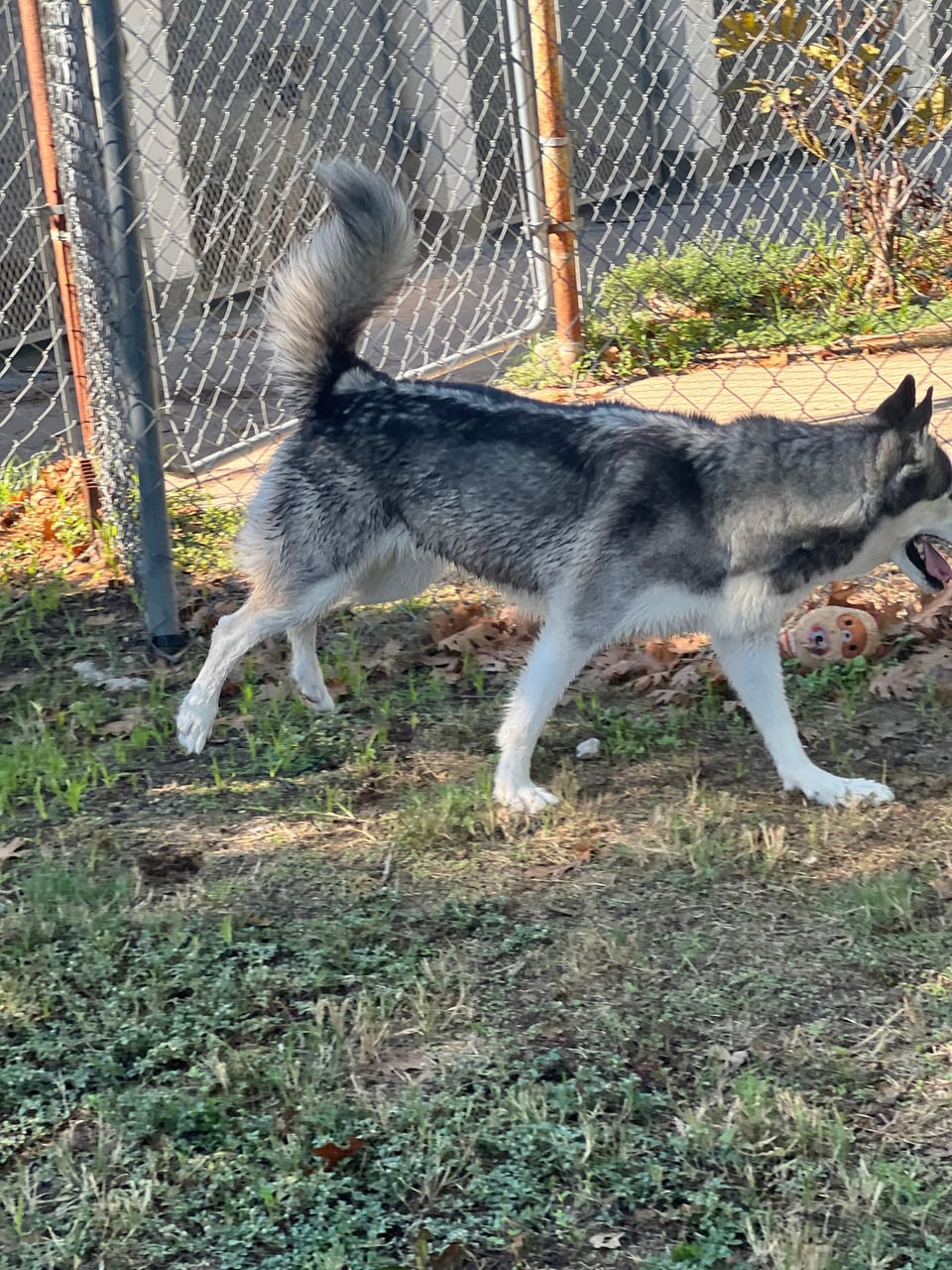 Additional photo of SAGE
