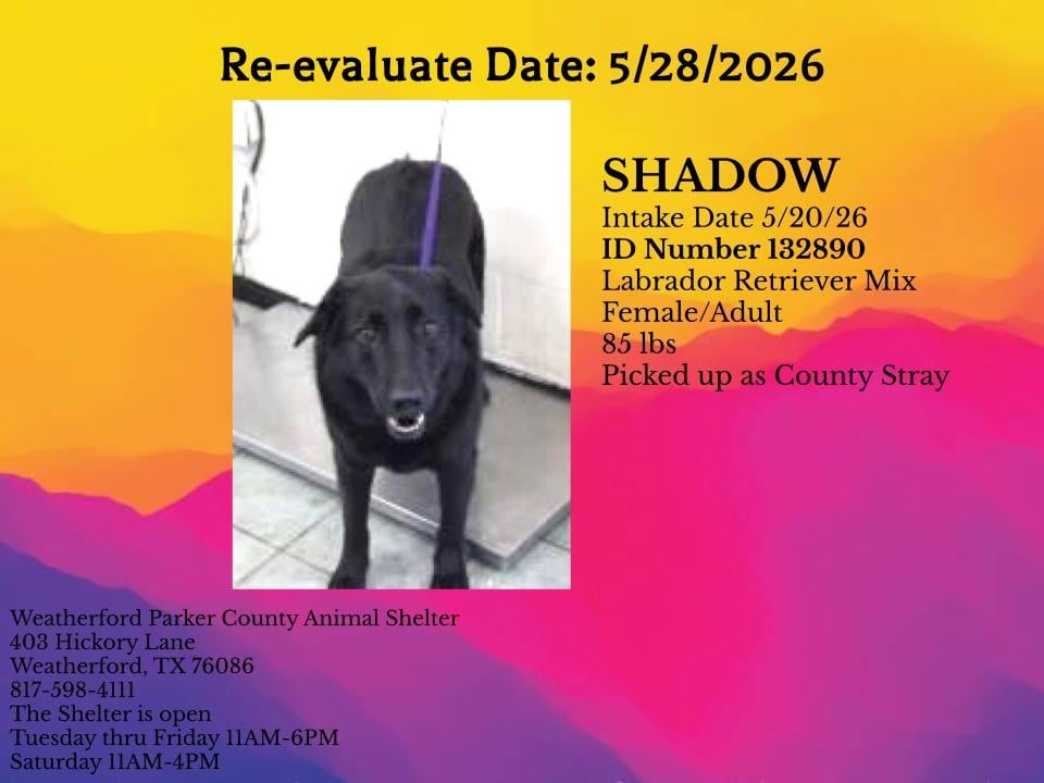 SHADOW, a Labrador Retriever