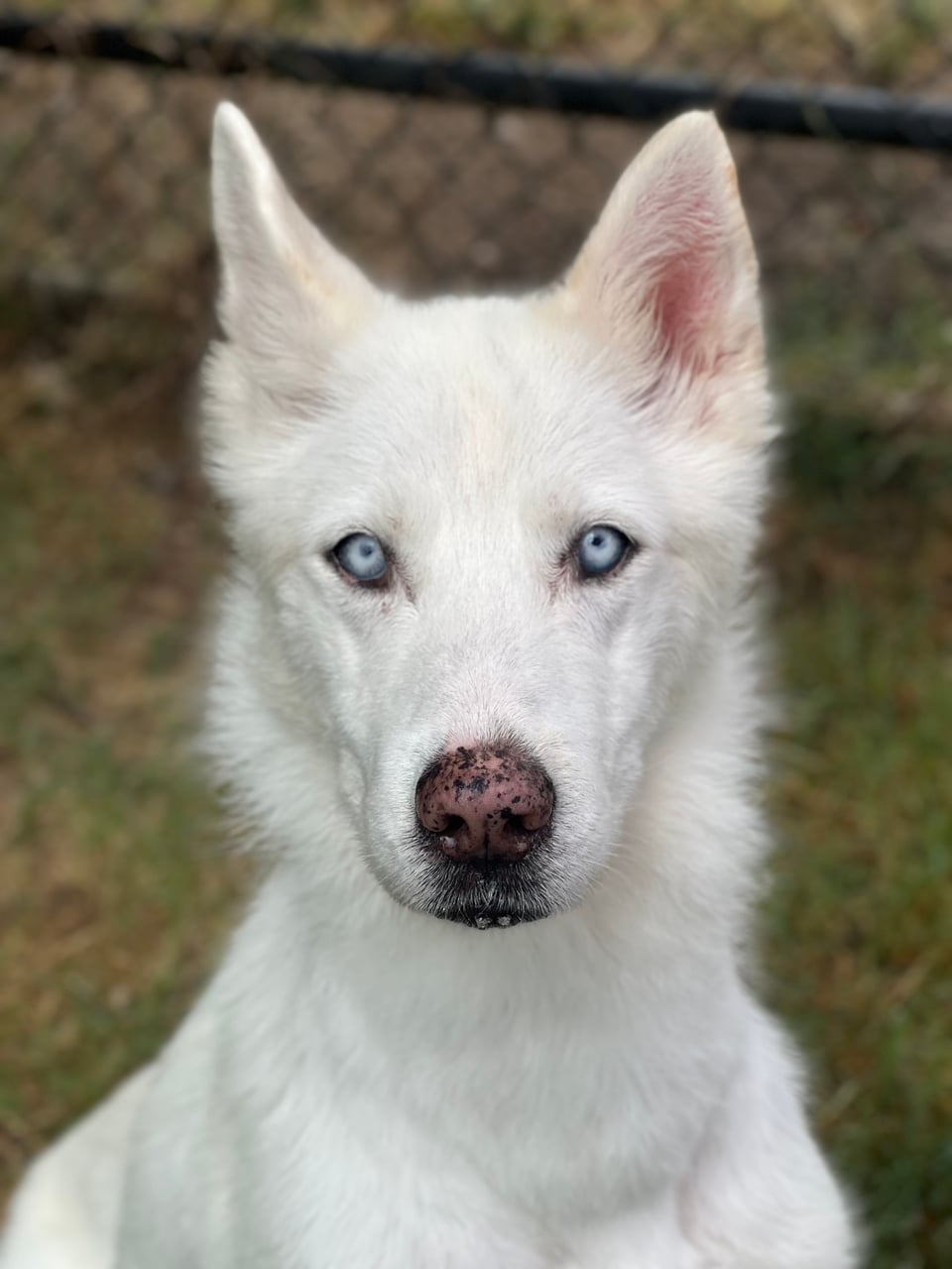 Additional photo of STELLA