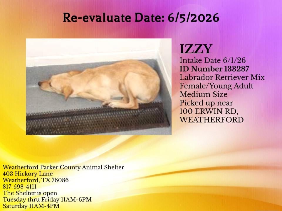 IZZY, a Labrador Retriever