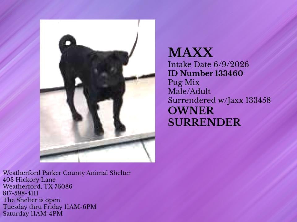MAXX, a Pug