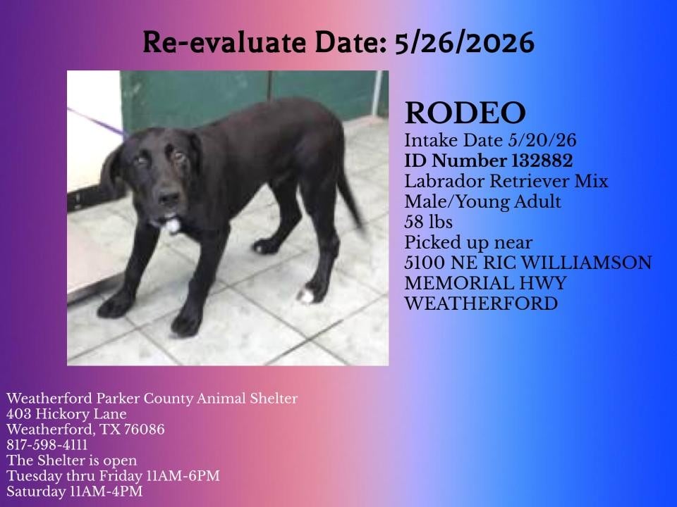 Additional photo of RODEO