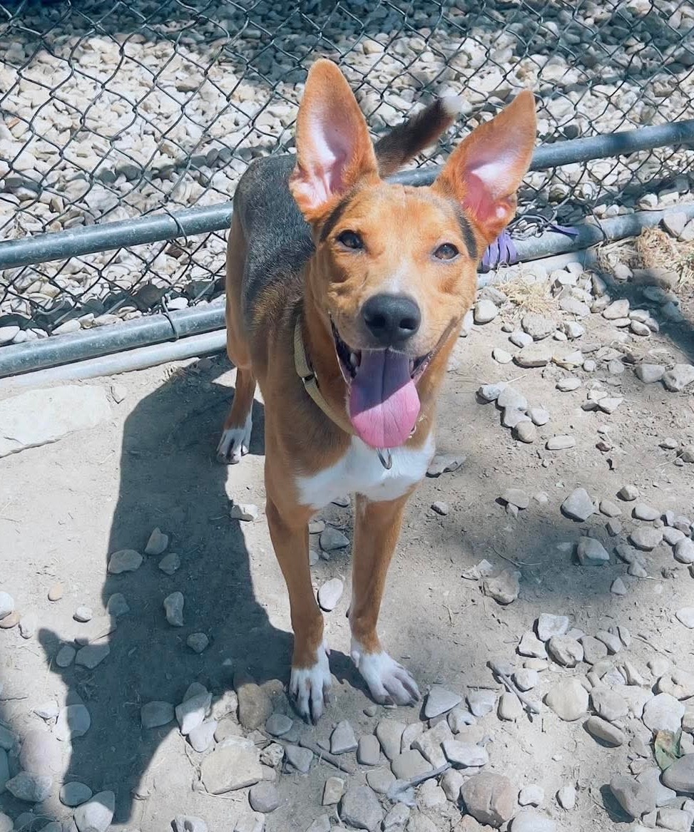 Additional photo of BOWIE