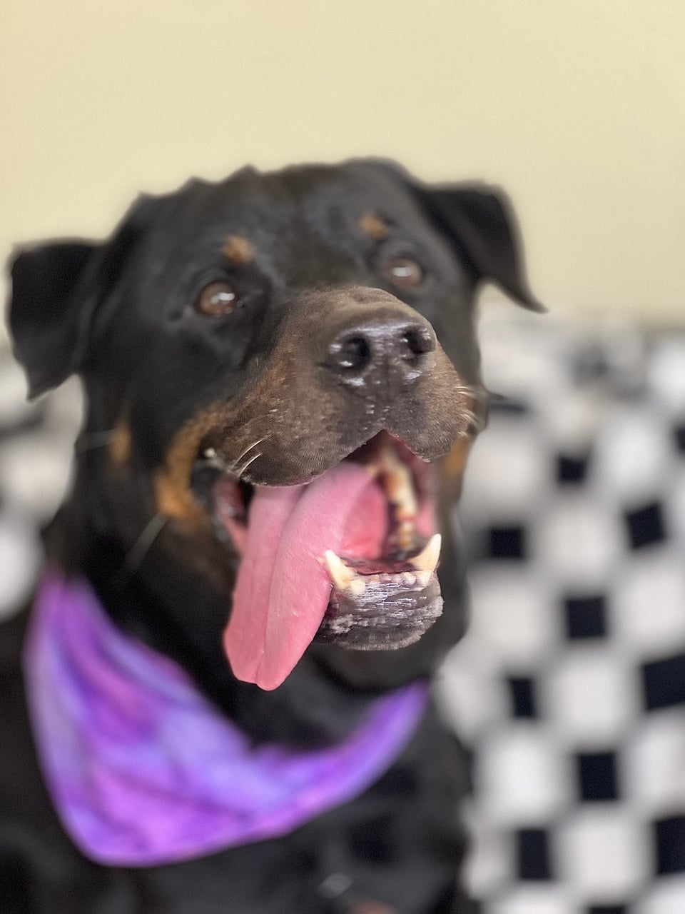 Additional photo of GAMBIT