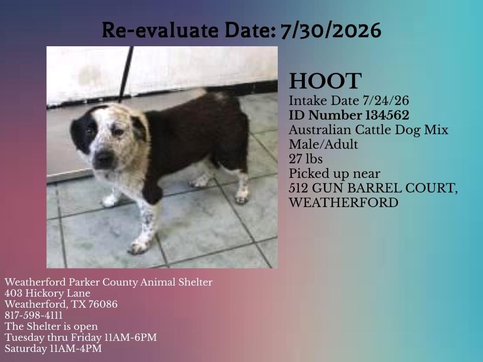 Additional photo of HOOT