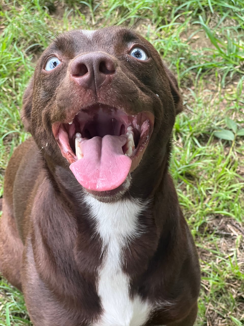 Additional photo of BROWNIE