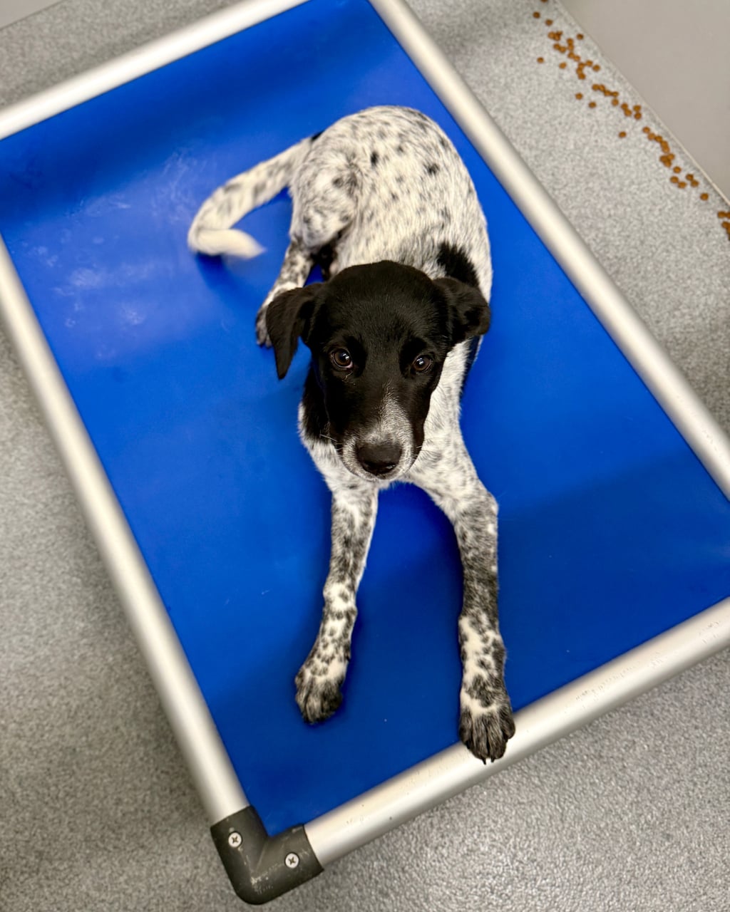 FIONA, a Labrador Retriever