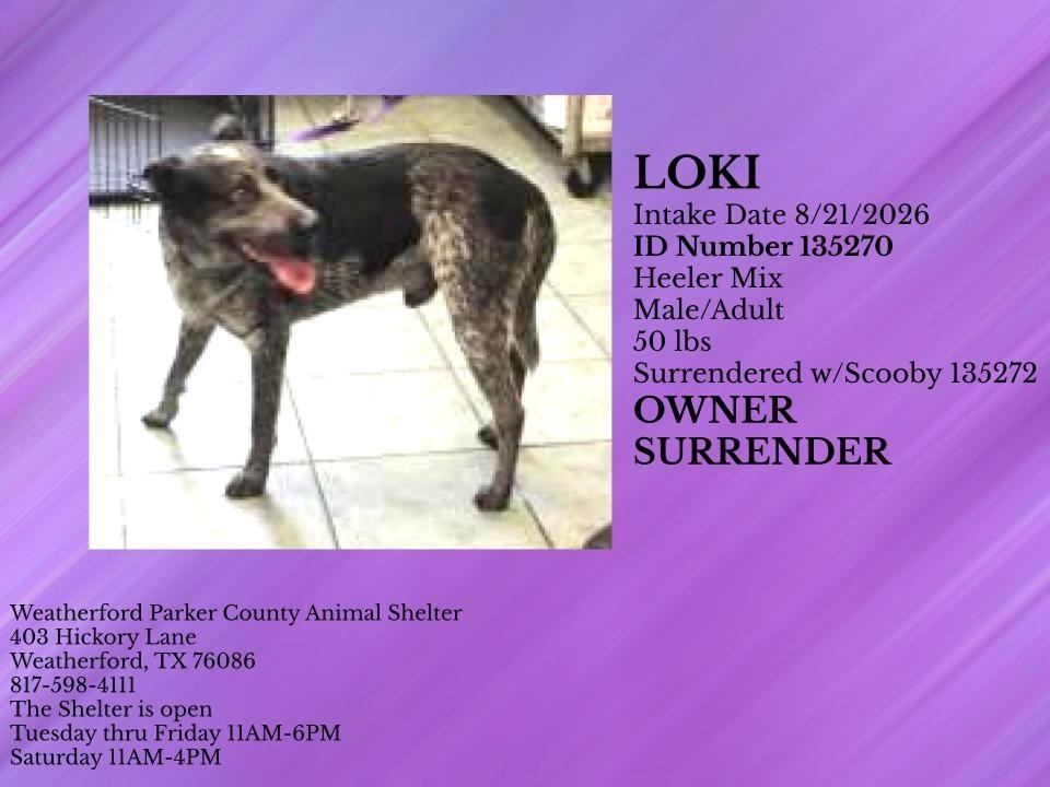 Additional photo of LOKI