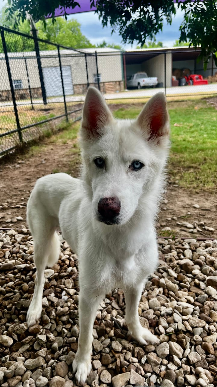 Additional photo of STELLA