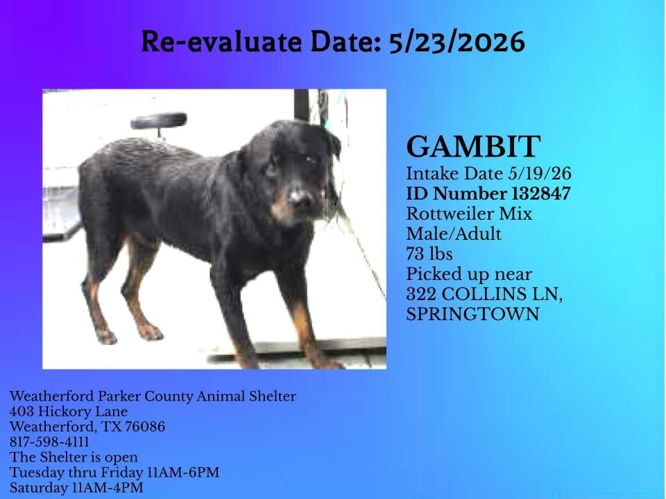 Additional photo of GAMBIT