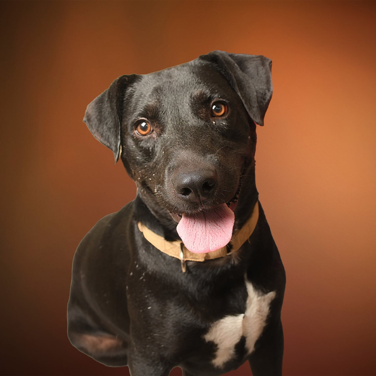 JOHNNY CASH, a Pit Bull