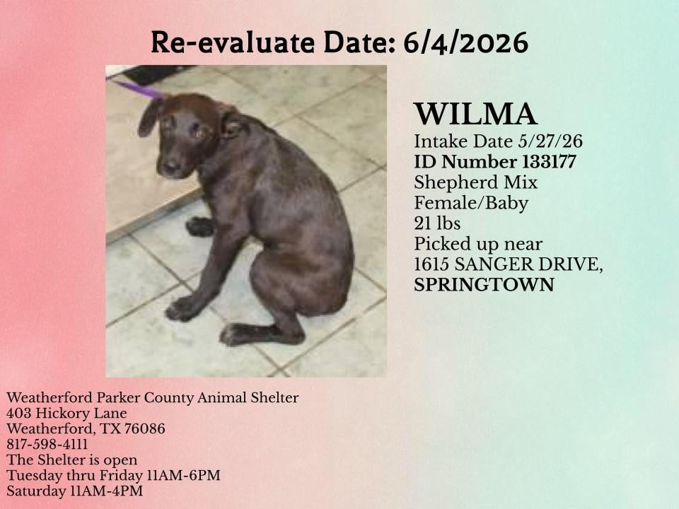 WILMA, a Shepherd