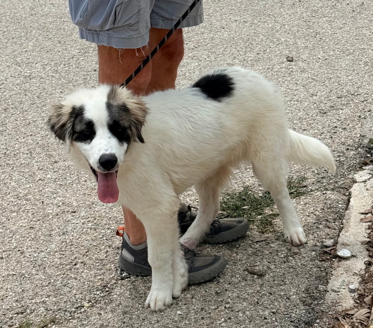 CORKY, a Anatolian Shepherd