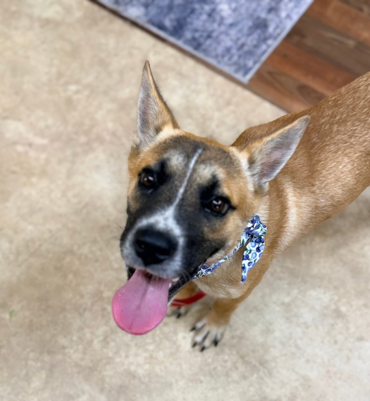 Additional photo of NACHO