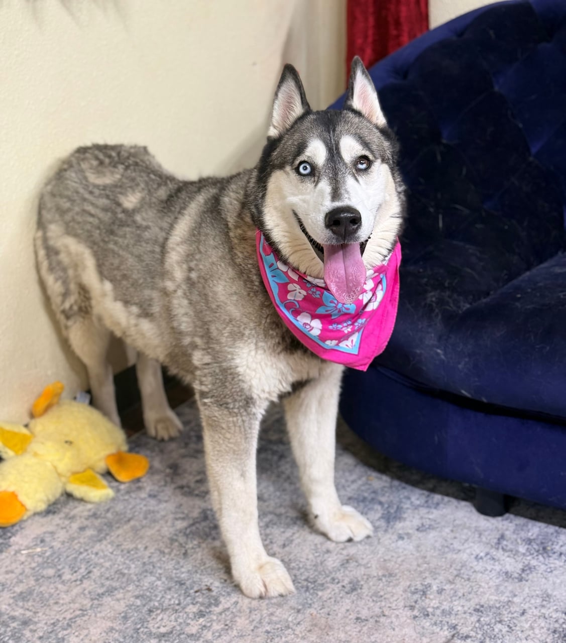 Additional photo of BELLA