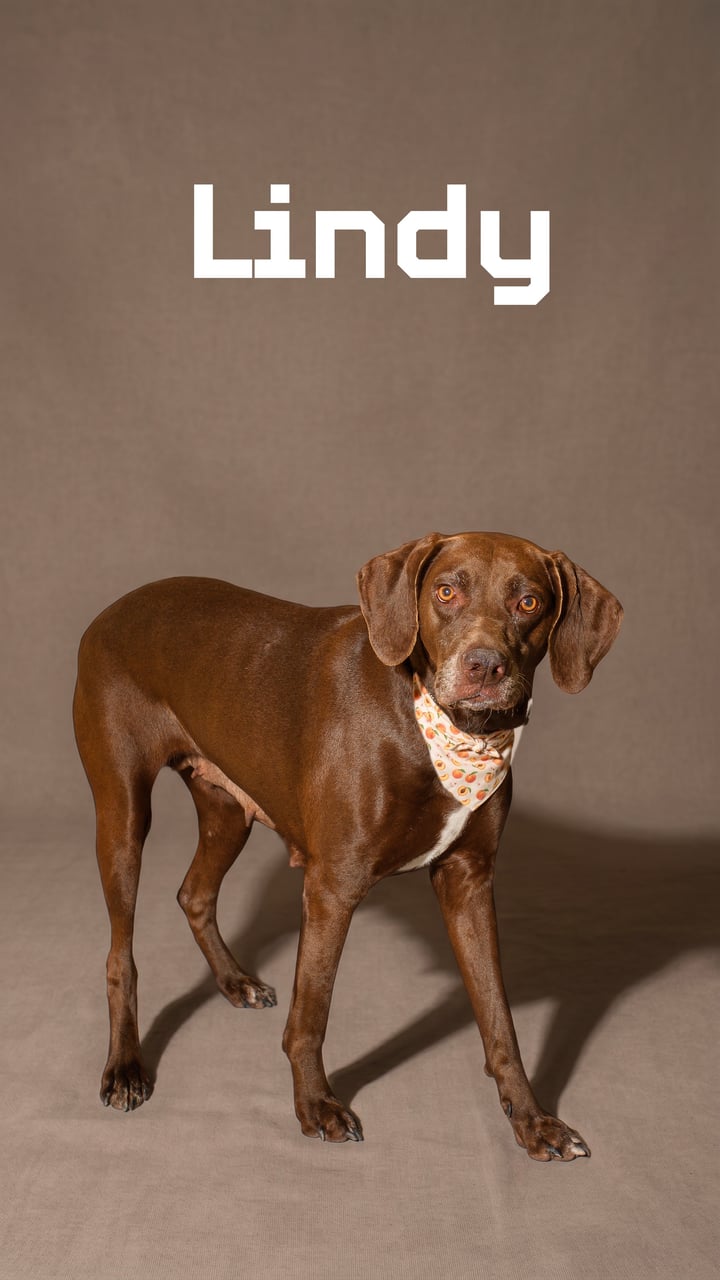 Additional photo of LINDY