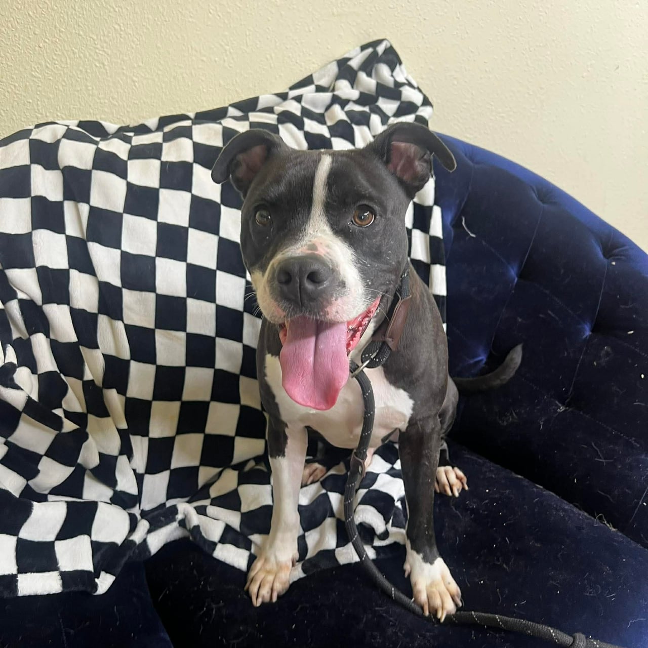 ATLAS, a Pit Bull