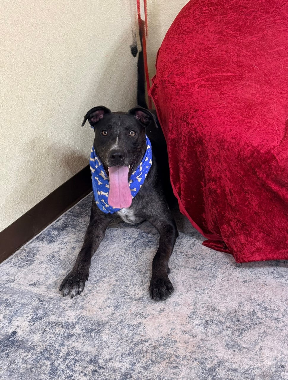 Additional photo of BRUISER