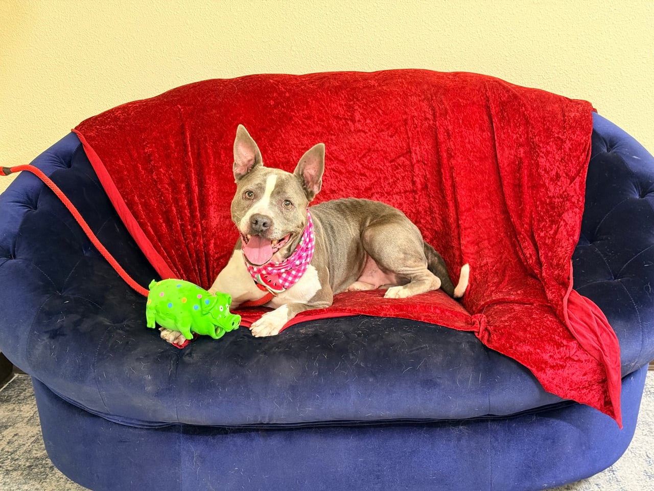 ROXY, a Pit Bull