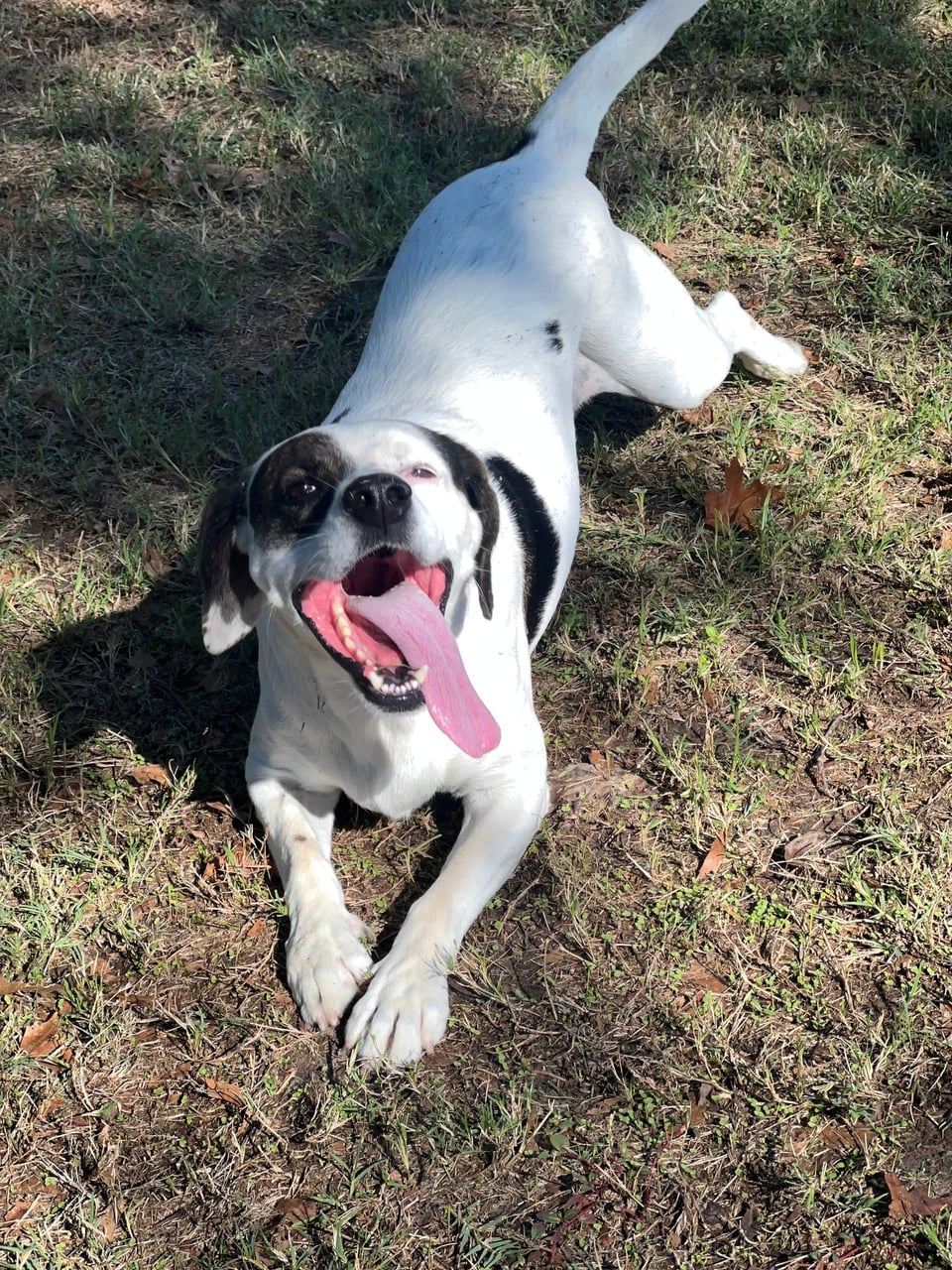 Additional photo of PETEY