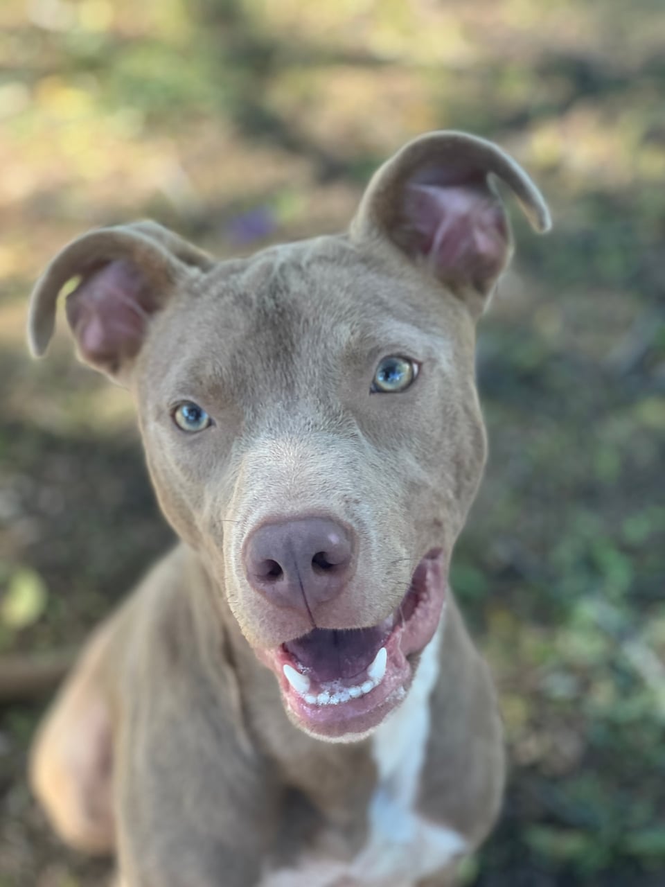 QUINN, a Pit Bull