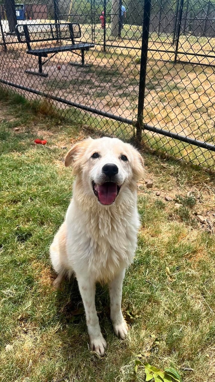 DUKE