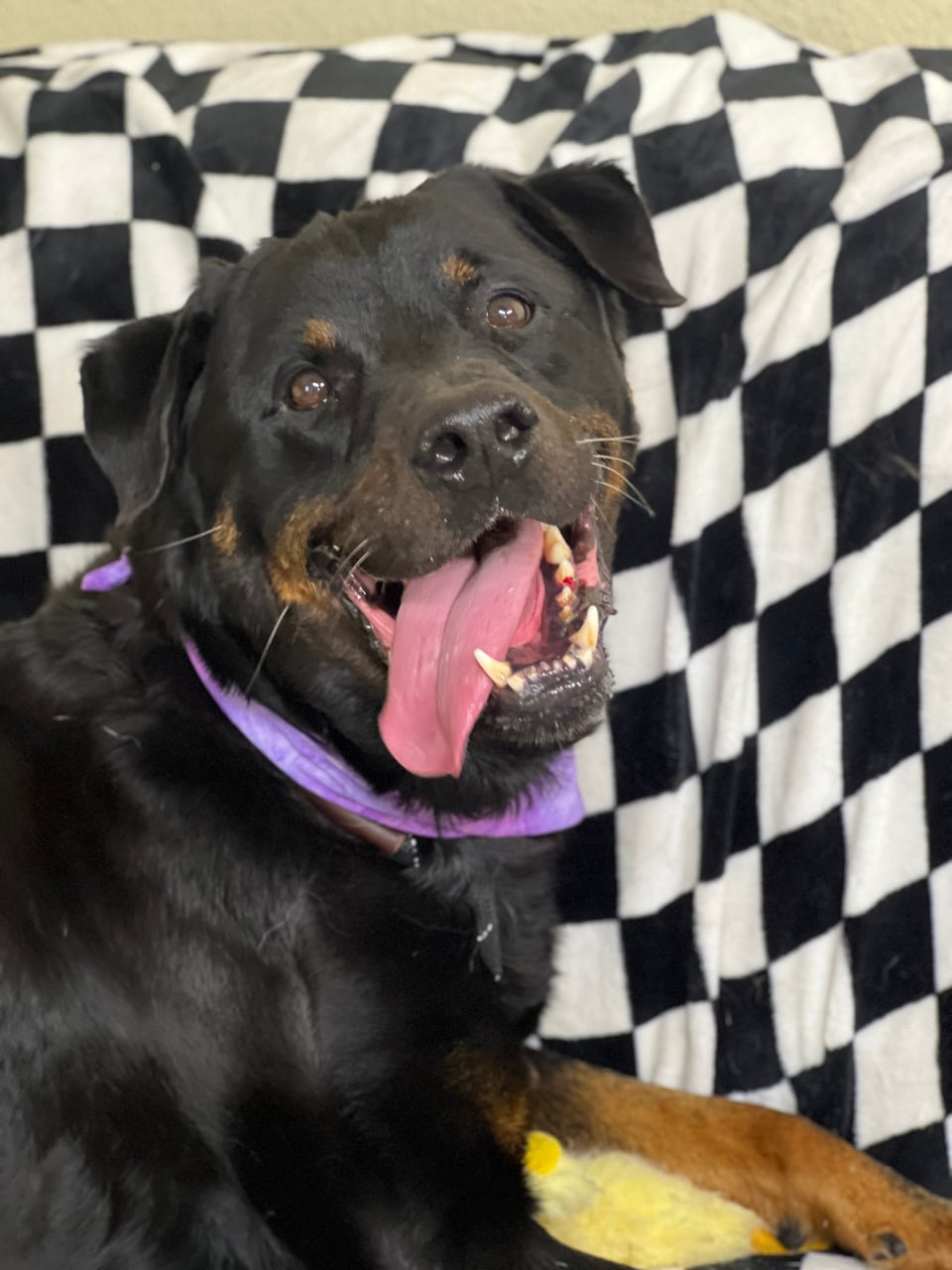 Additional photo of GAMBIT