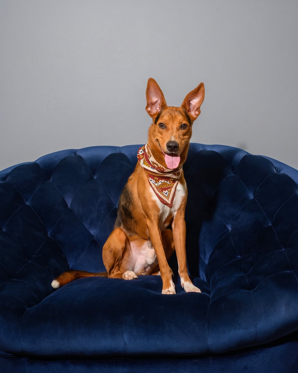 Additional photo of BOWIE