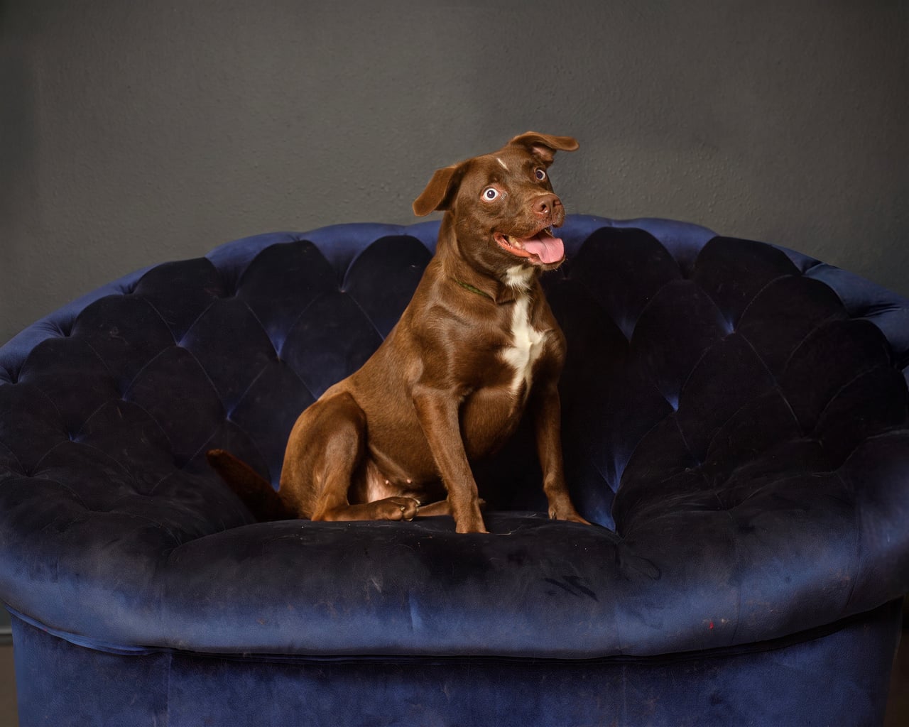 BROWNIE, a Labrador Retriever