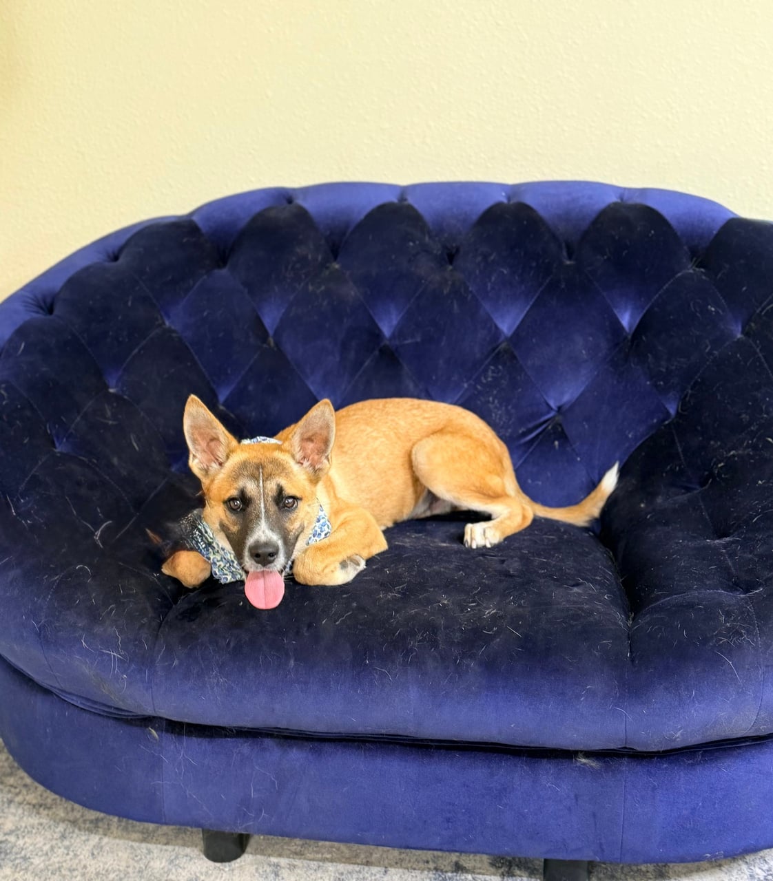 Additional photo of NACHO