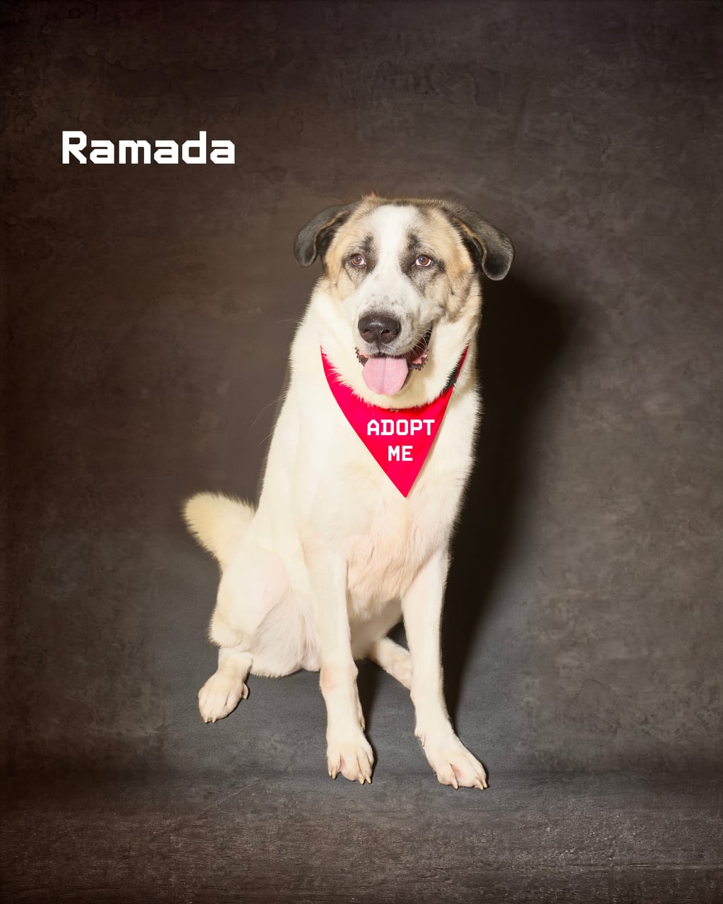 Additional photo of RAMADA
