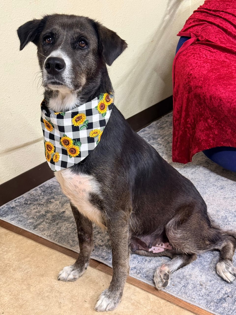 Additional photo of PANSY
