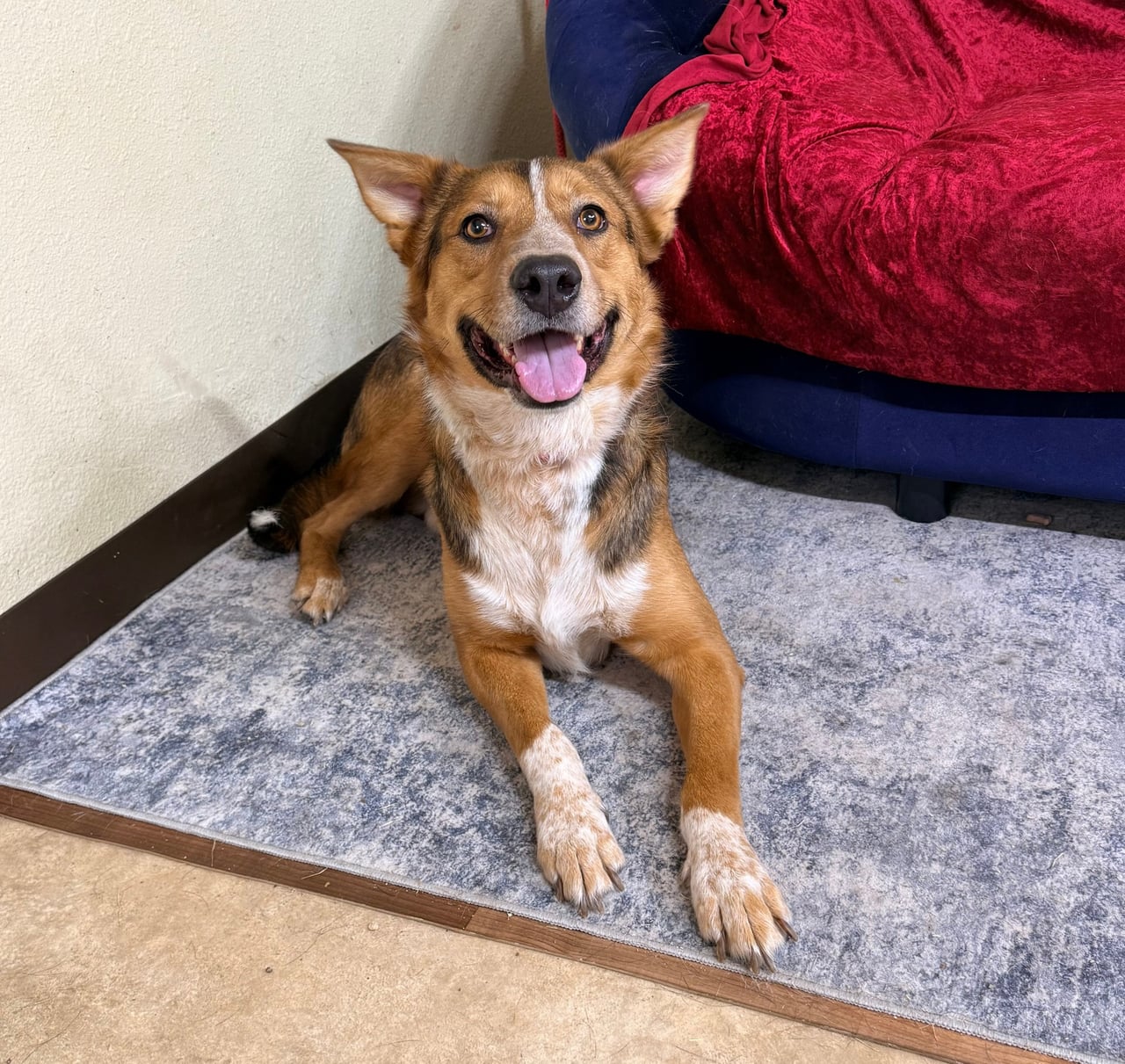 BINGO, a Shepherd