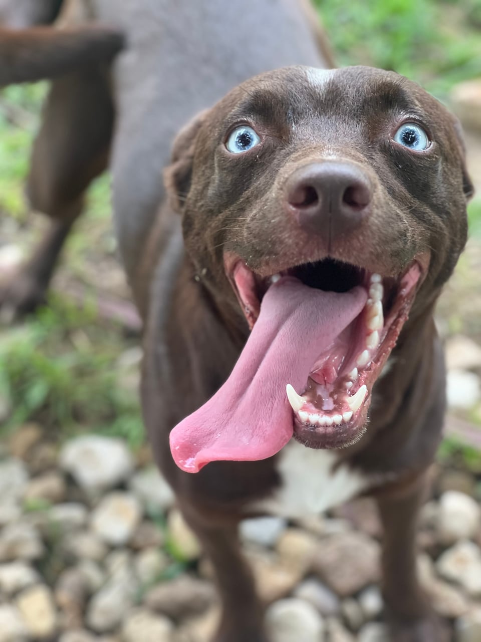BROWNIE, a Labrador Retriever