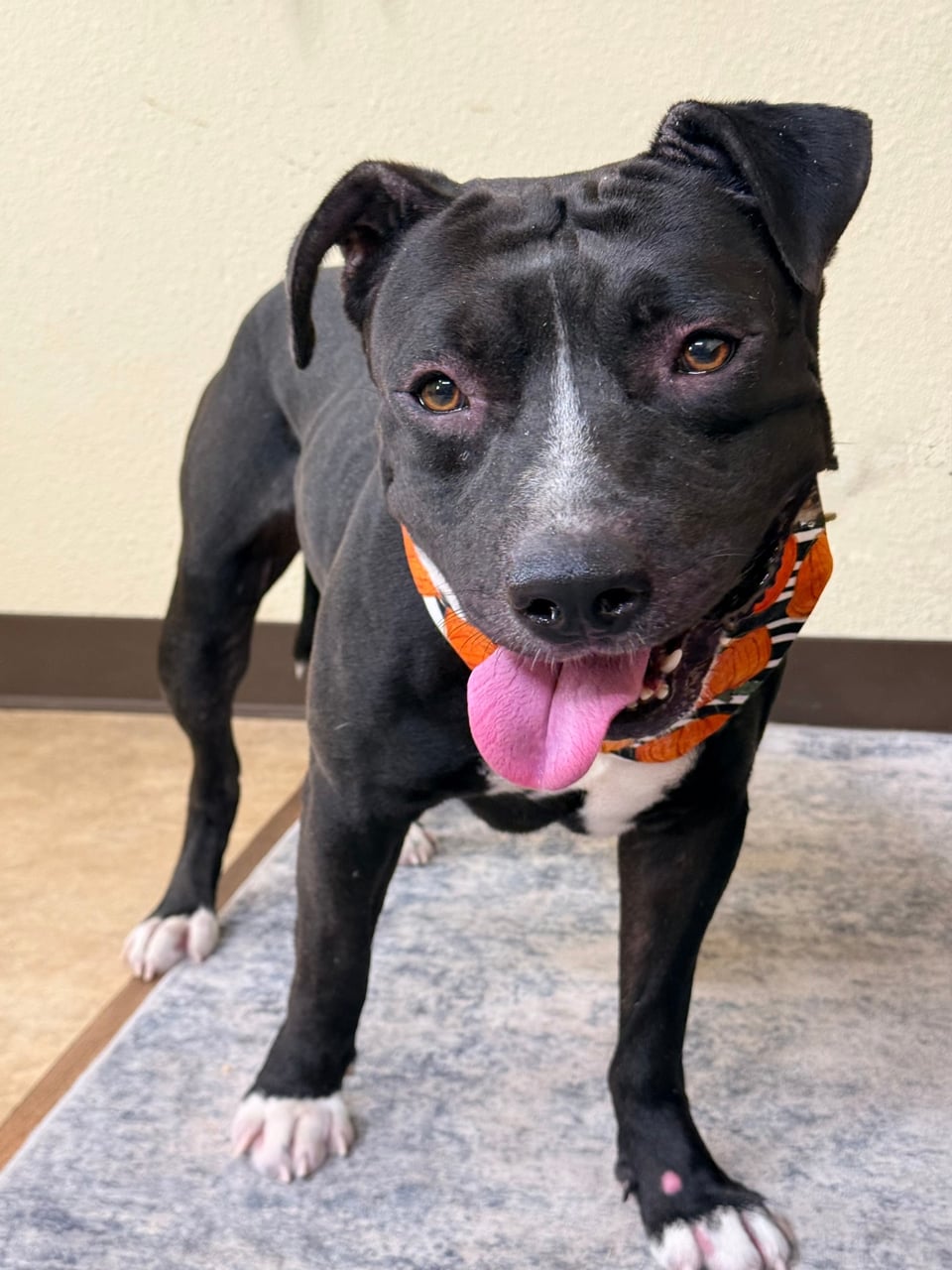 Additional photo of ODIN