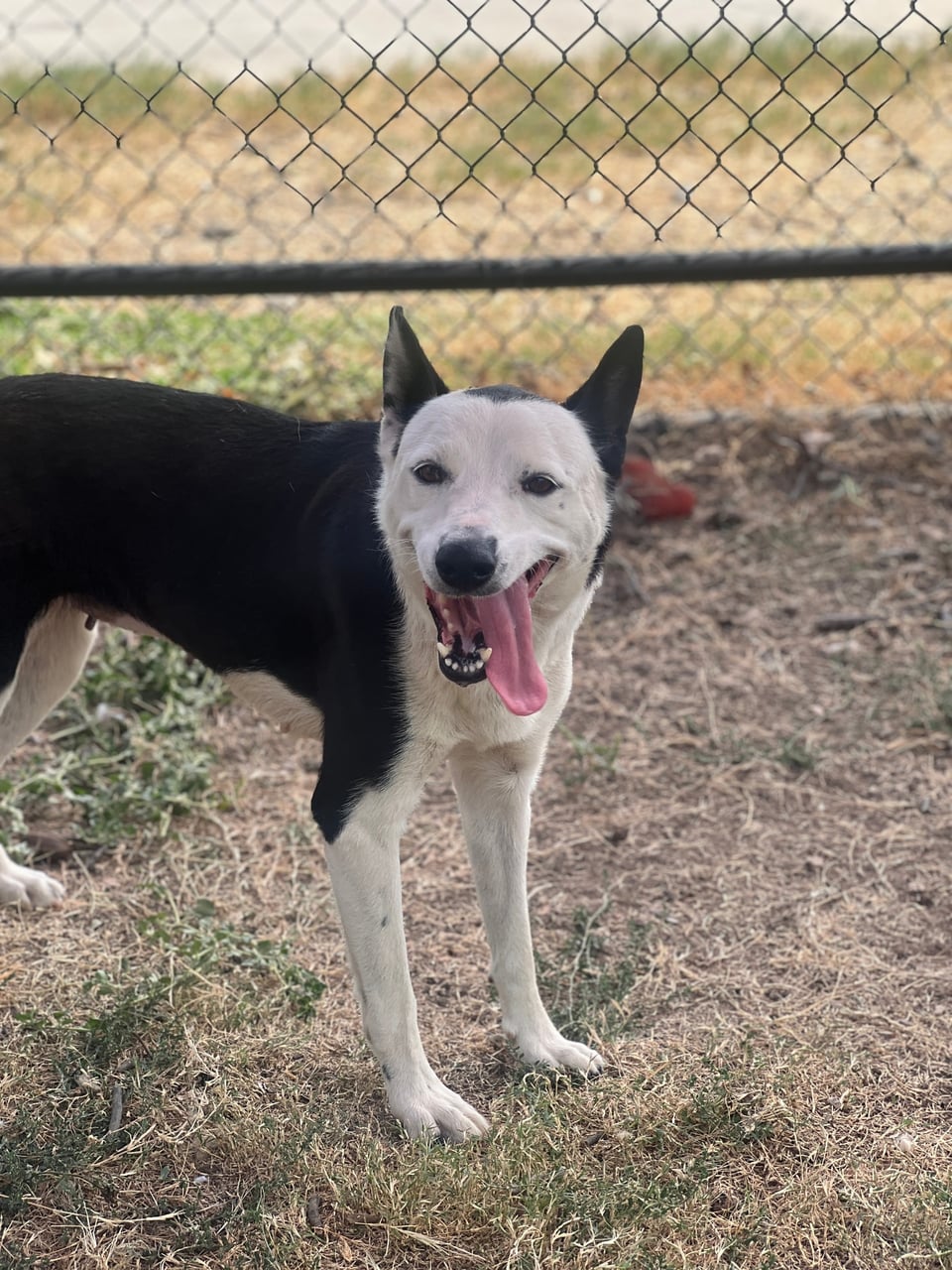 COCO, a Border Collie