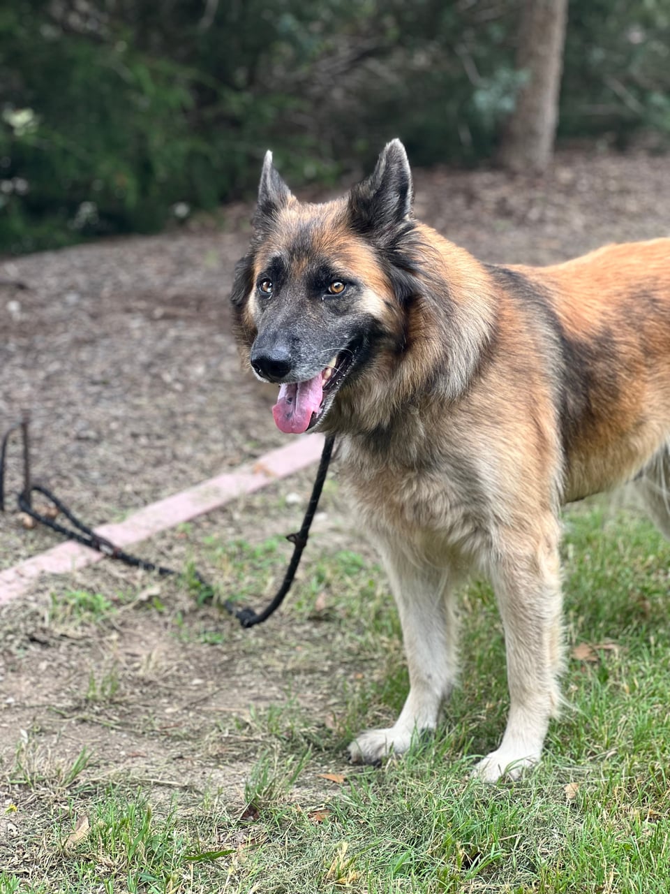 TINA, a German Shepherd