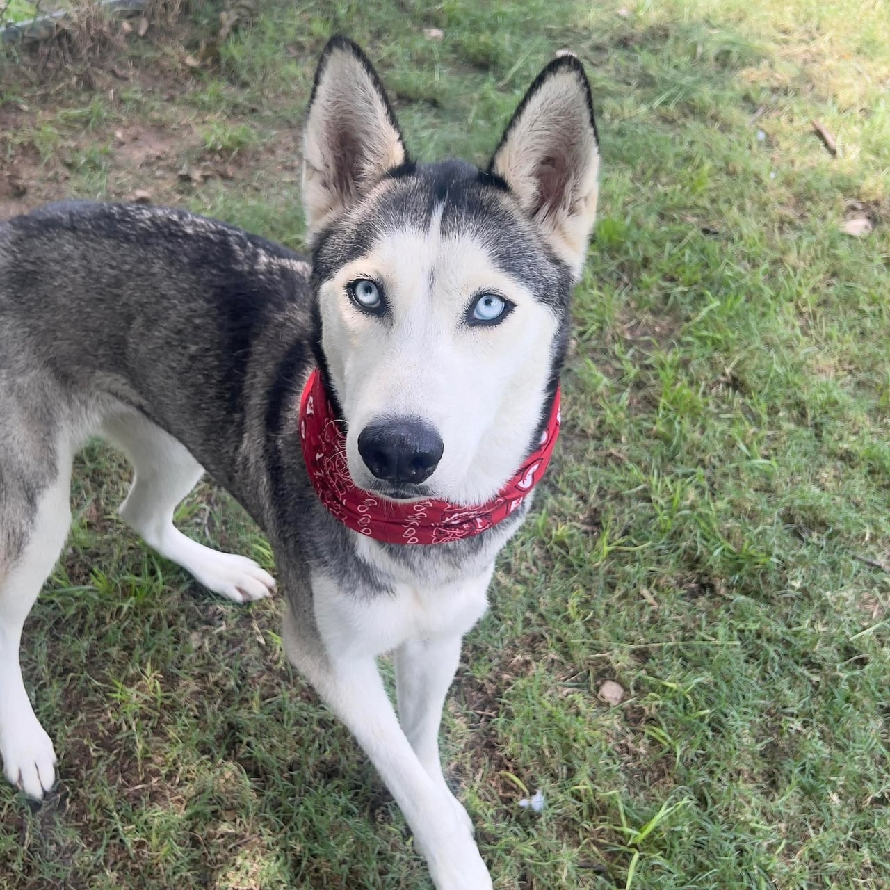 LUNA, a Husky