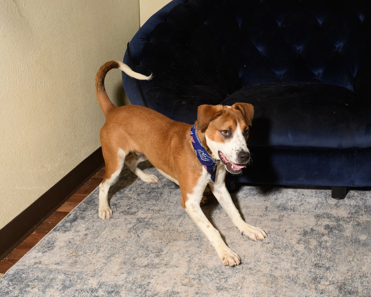 Additional photo of BIG EARS