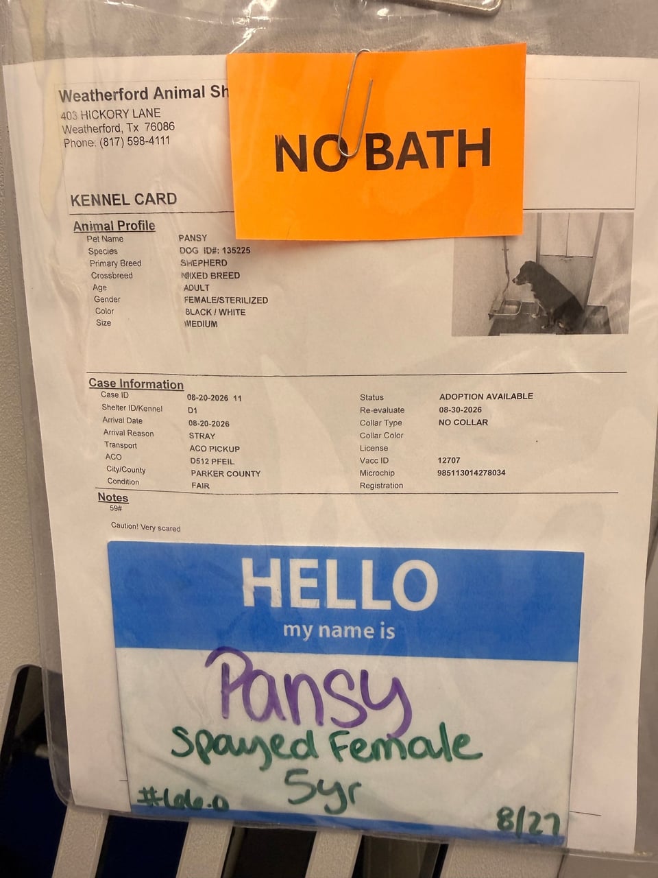Additional photo of PANSY