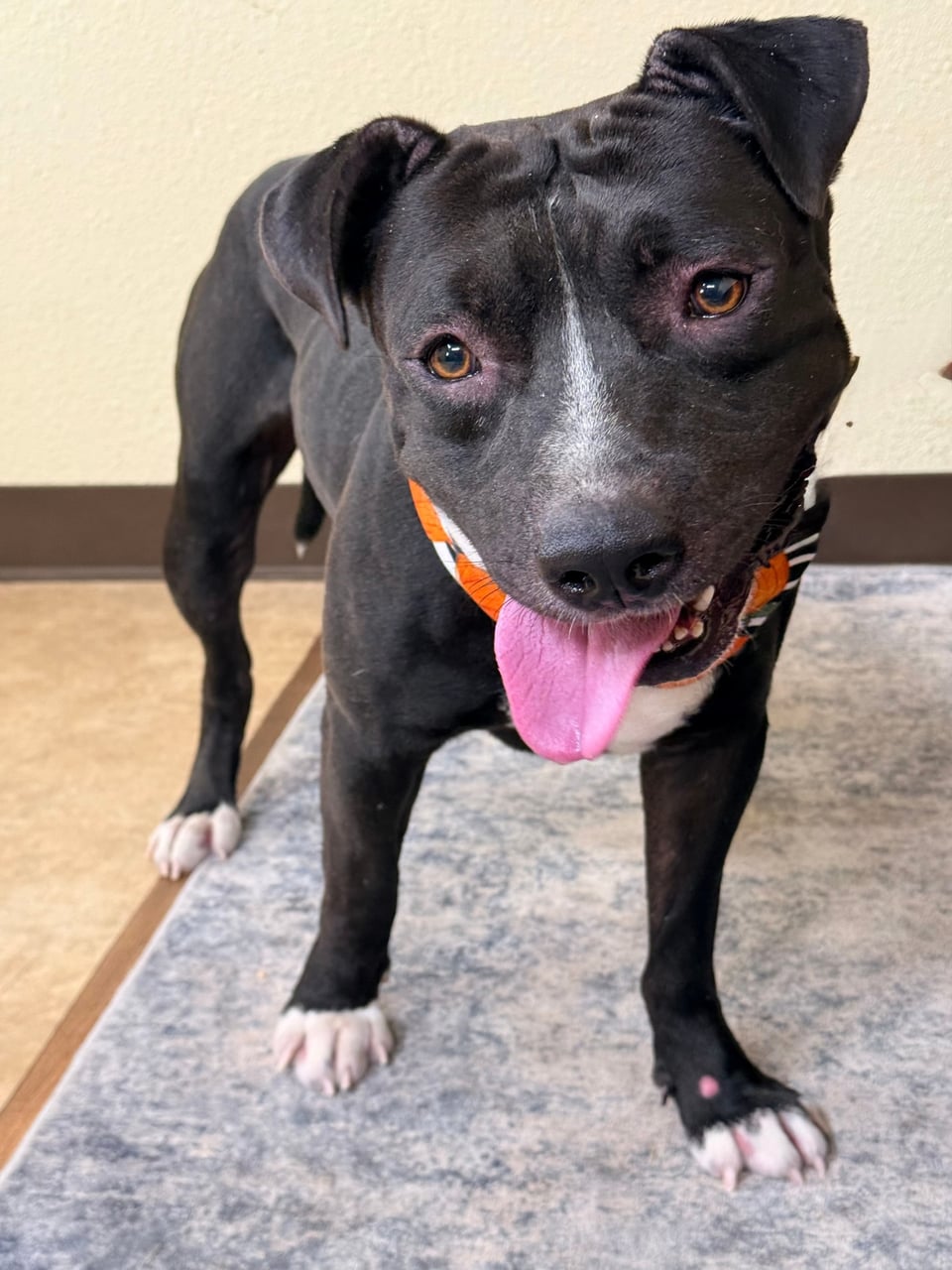 Additional photo of ODIN