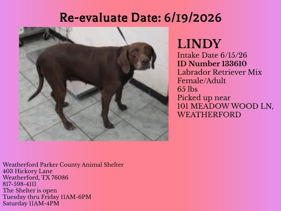 Additional photo of LINDY