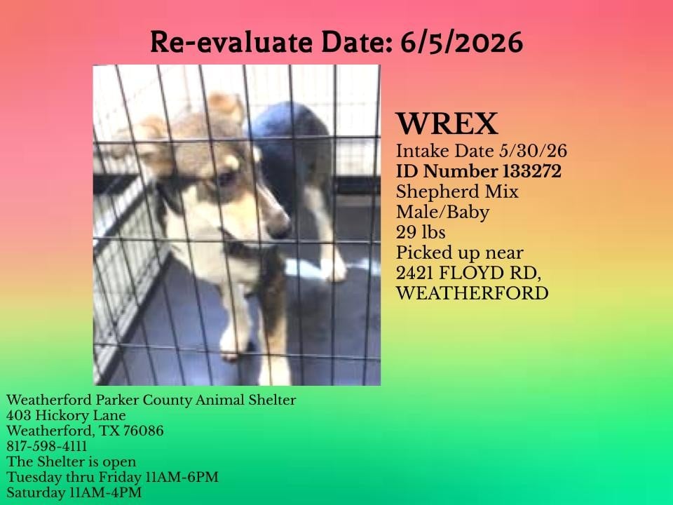 WREX, a Husky