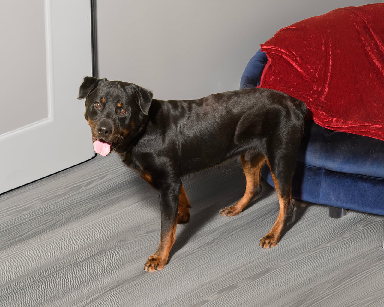 GAMBIT, a Rottweiler