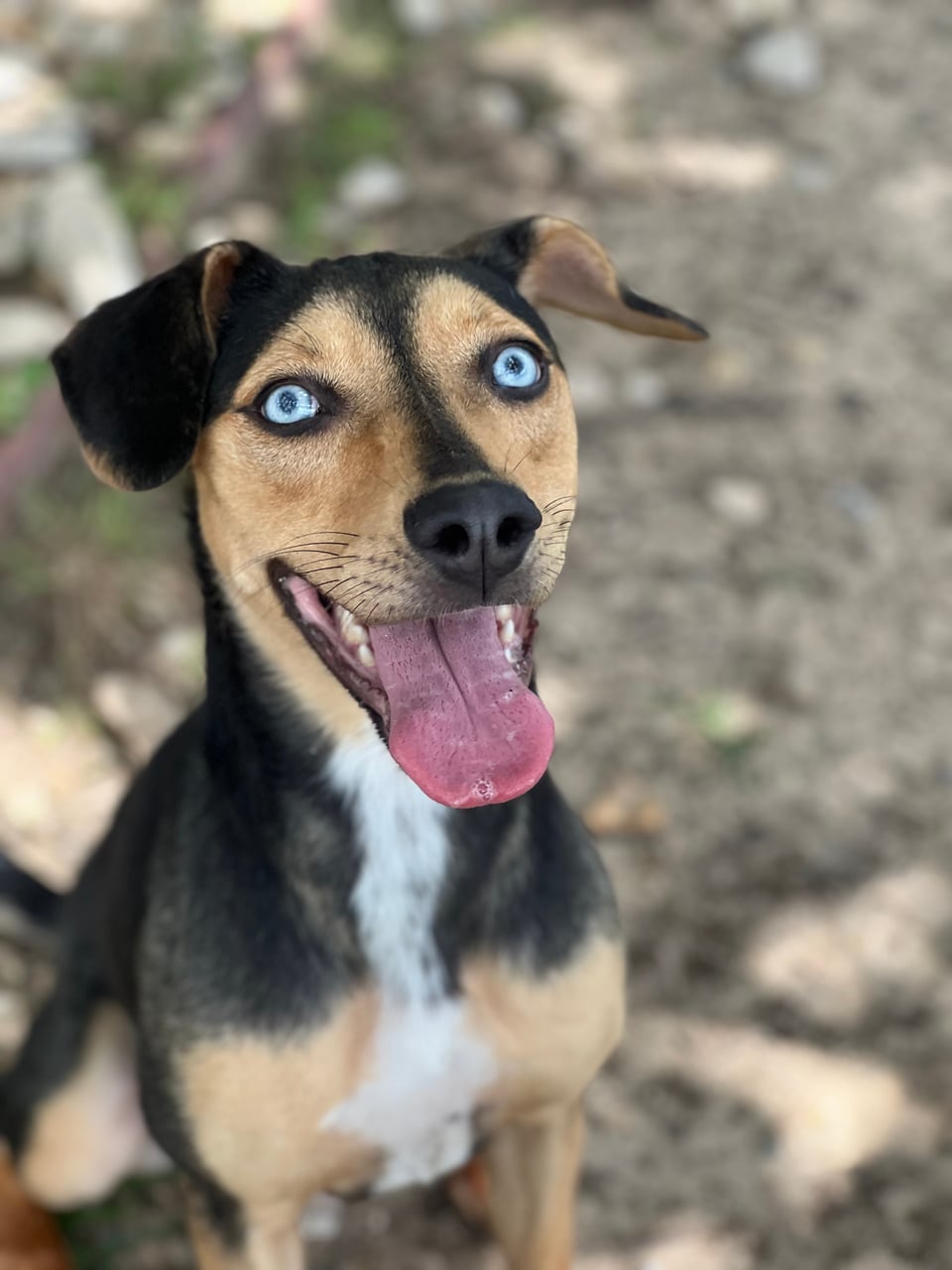 BRIN, a Shepherd