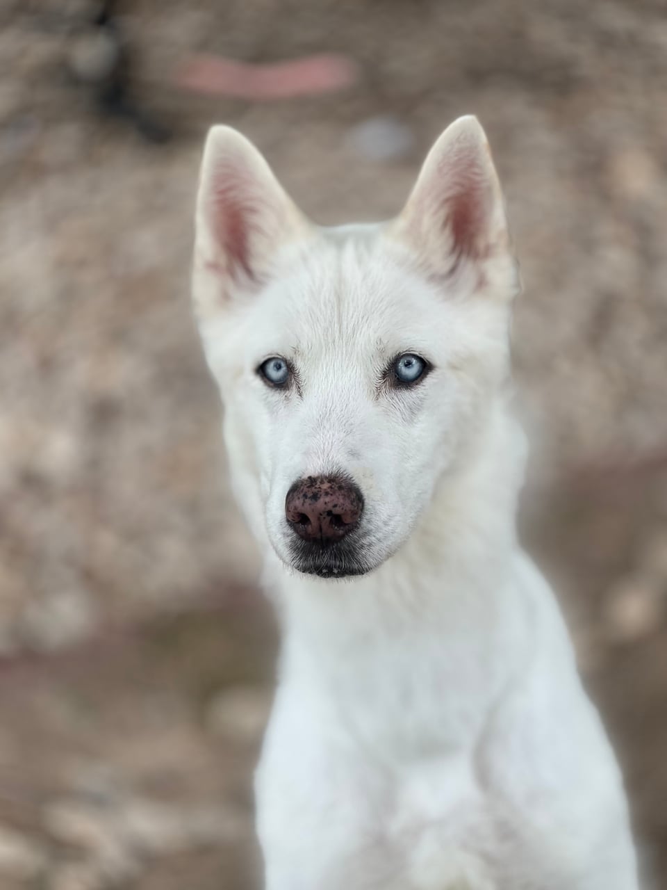 Additional photo of STELLA