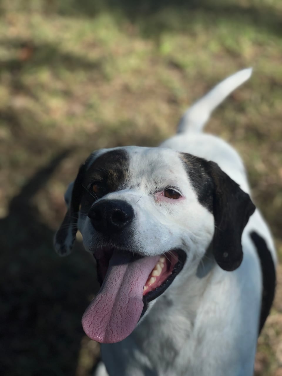 Additional photo of PETEY