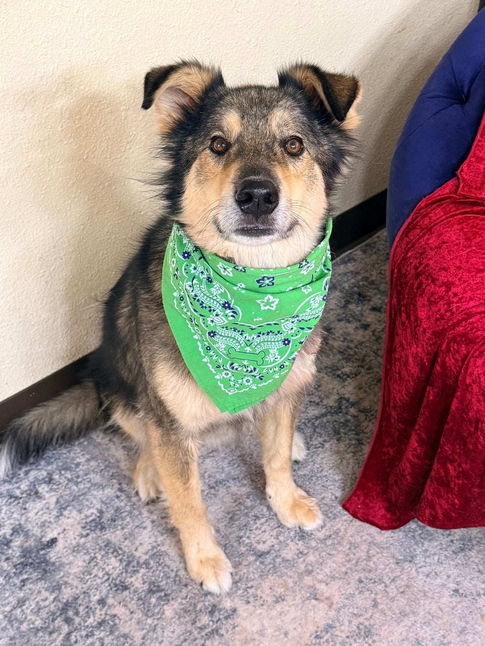 Additional photo of SCOOBY