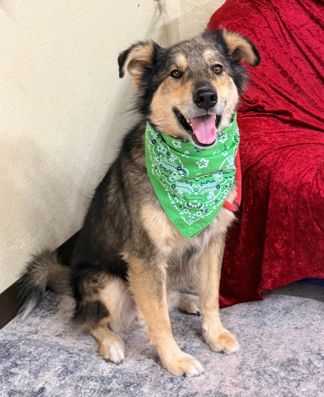 Additional photo of SCOOBY