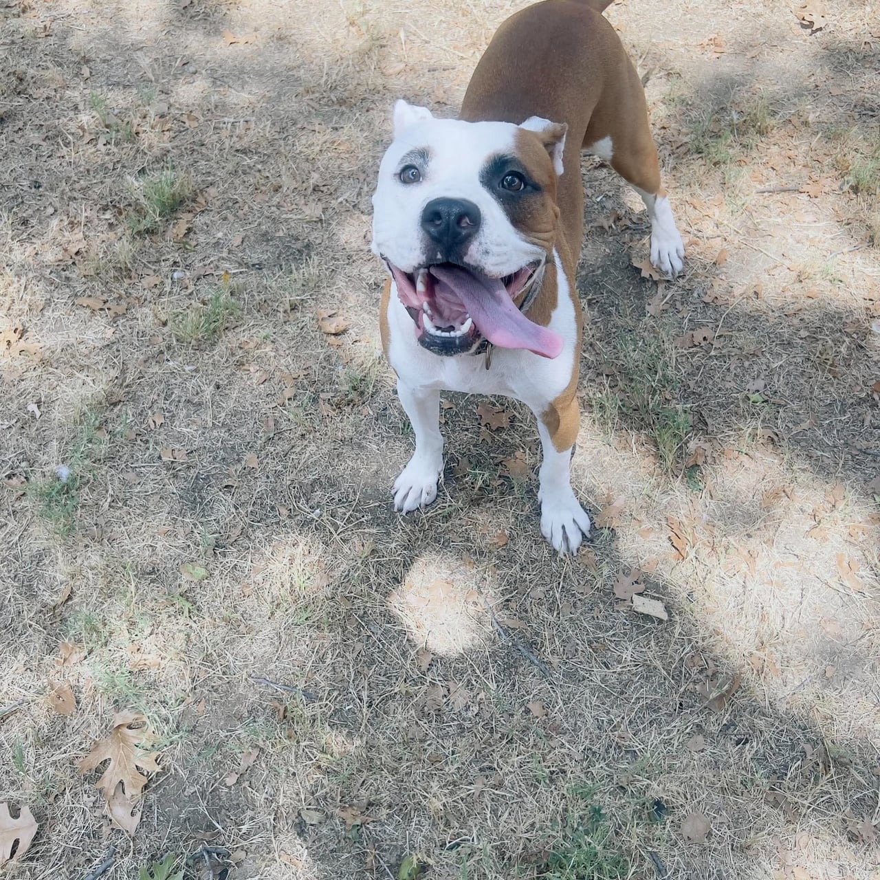 Additional photo of BUBBA